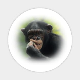 Chimpanzee Magnet